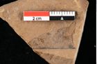 Foto (Detailansicht) von Phyllerium palaeocassiae Ettingshausen (NHMW-GEO-2024-0188-0014)